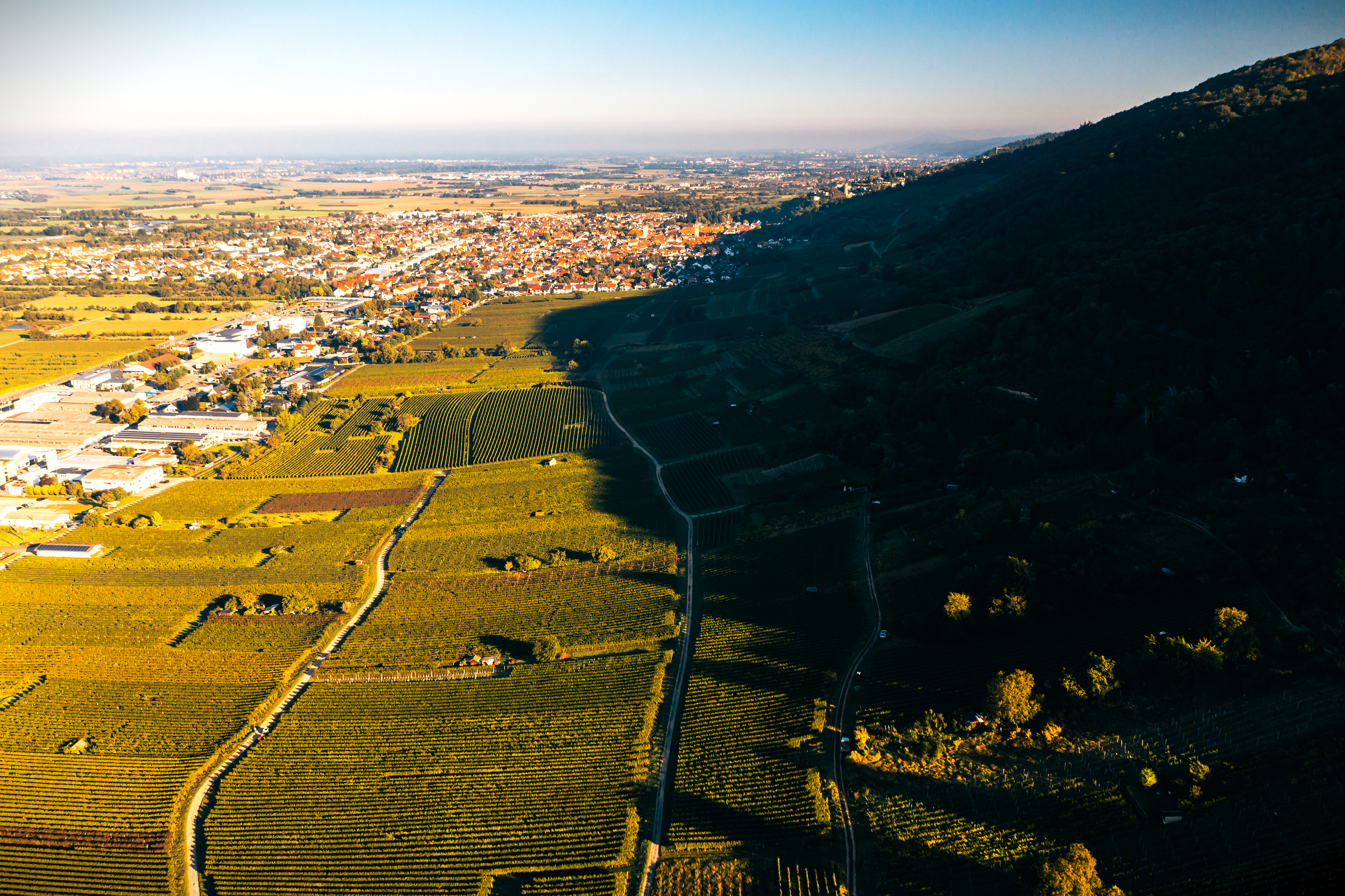 Blick  über die Weinberge von Schriesheim