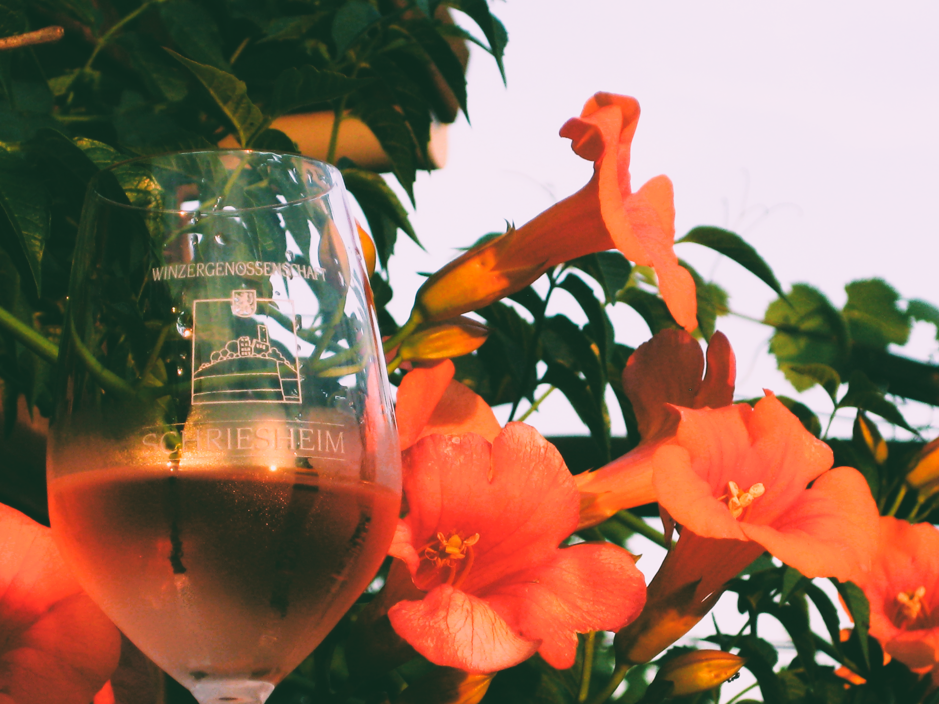 Kühler Roséwein im Glas mit  kondenswasser an der außenseite, Blumen im Hintergrund.